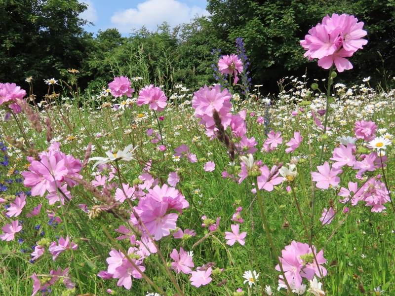 Calderstones Nature Reserve